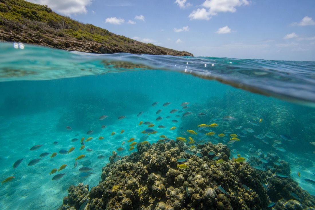 Snorkeling the coral of Cades Reef