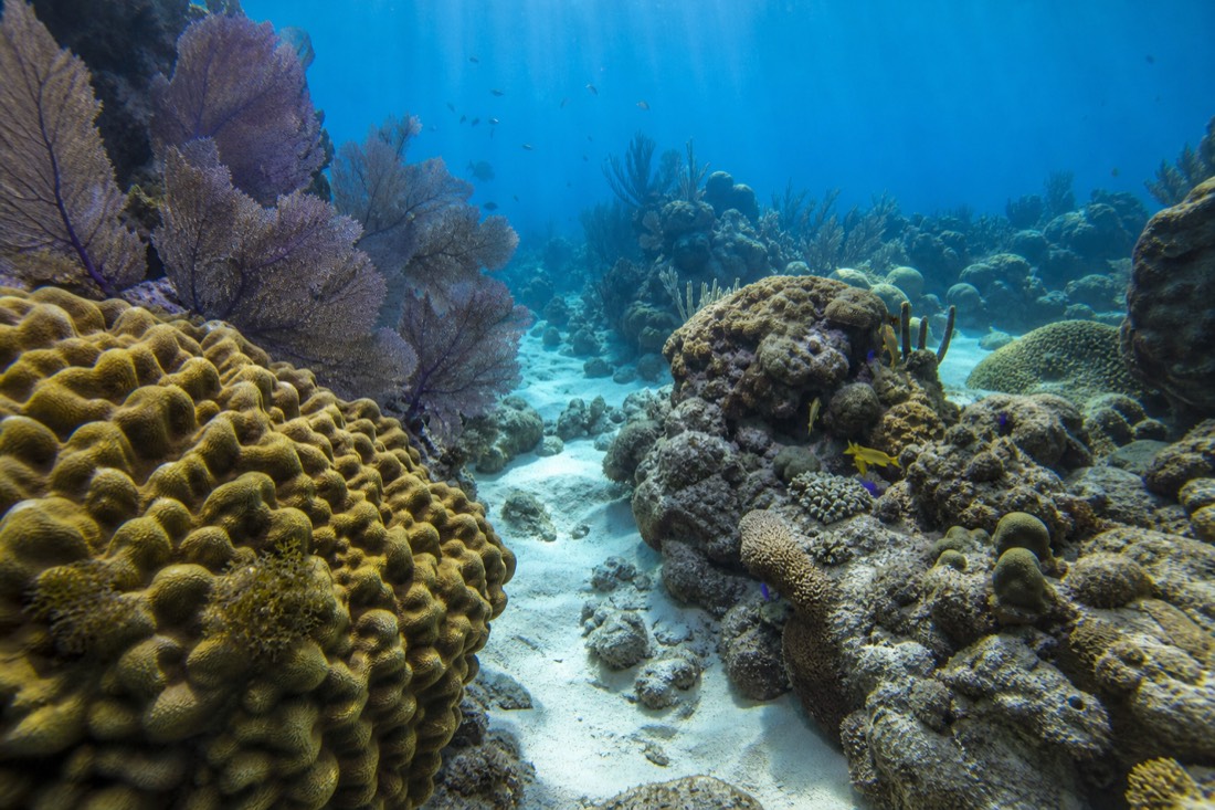Snorkeling the coral of Cades Reef