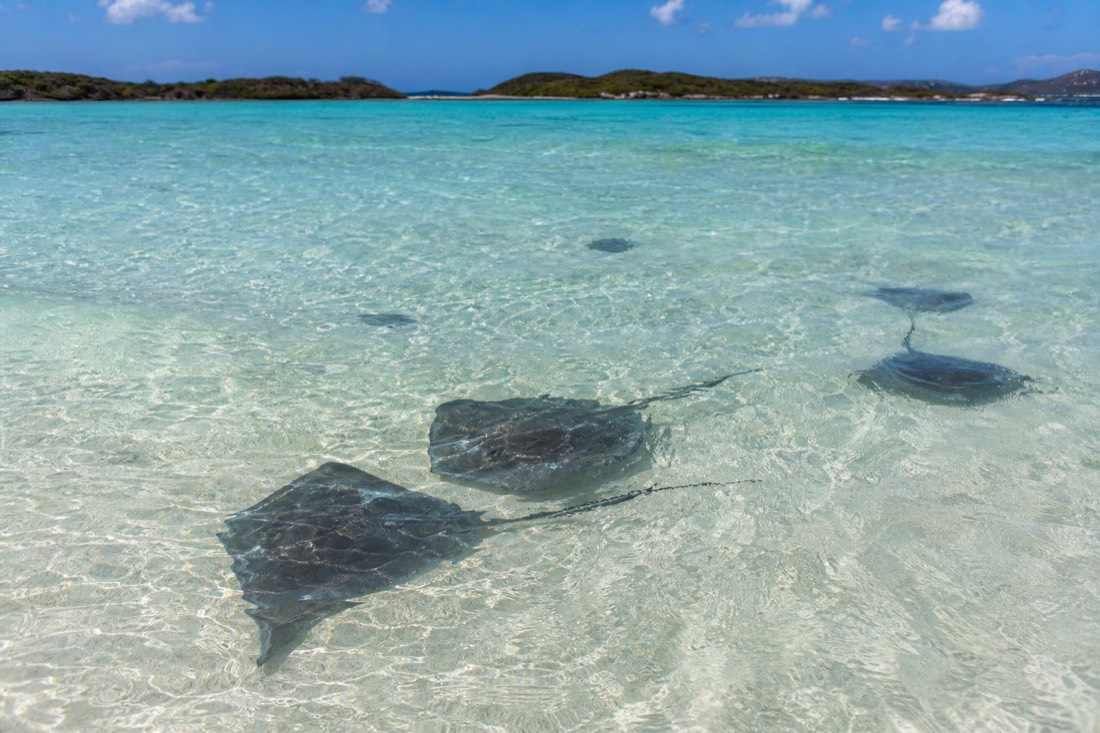 Southern stingrays gliding over the shallow North Sound sandbar