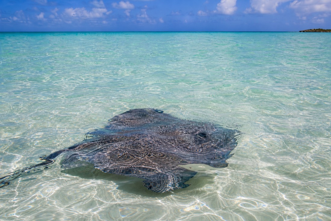 Southern stingrays gliding over the shallow North Sound sandbar
